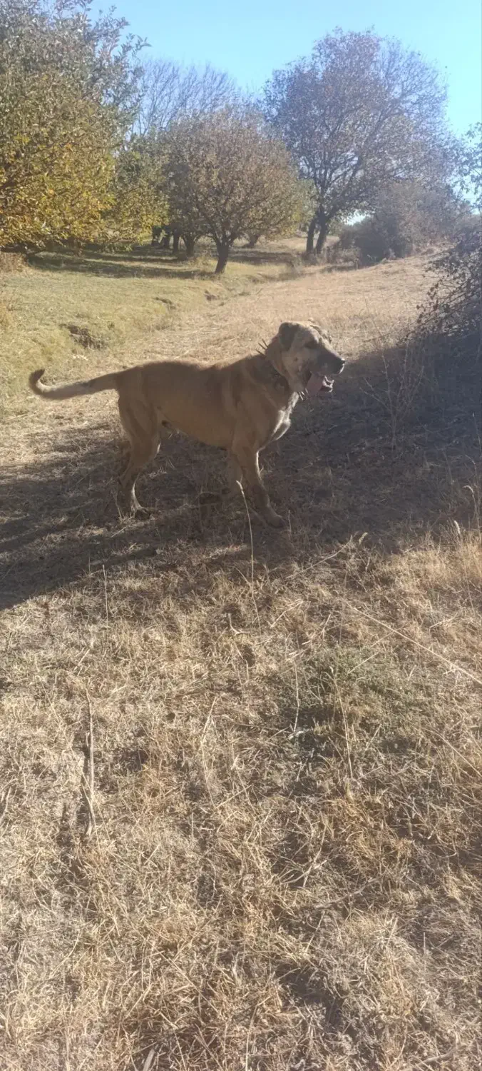 سگ ۴ساله گله ای|سگ|سراجو, |دیوار