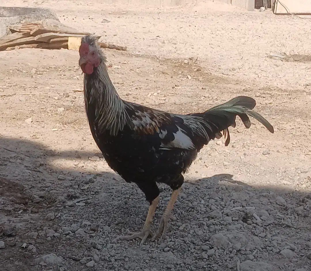 جوجه خروس محلی اصل دارویی و نگهداری|حیوانات مزرعه|مرودشت, رودبال|دیوار