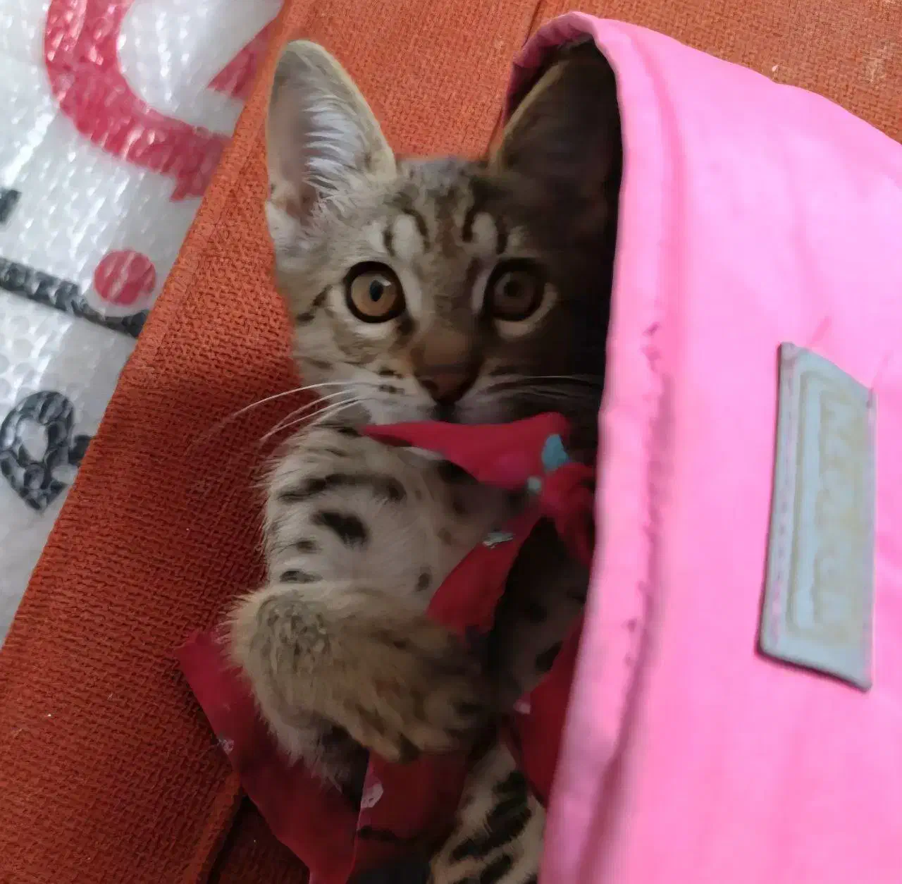 واگذاری گربه نر ۵ ماهه تهران گیلان|گربه|کلاچای, |دیوار