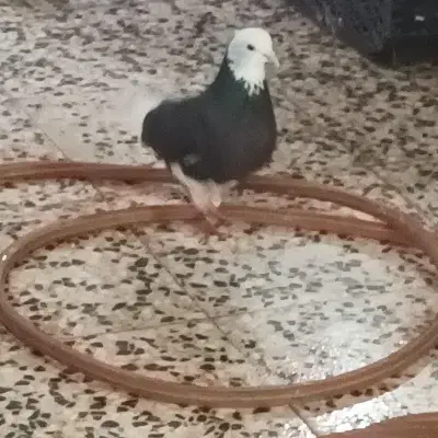 کبوتر نر|پرنده|رشت, منظریه|دیوار