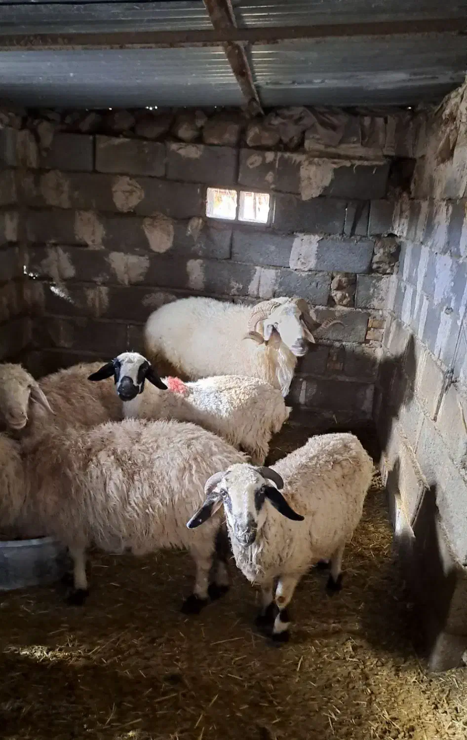 قوچ چاق|حیوانات مزرعه|ارزوئیه, |دیوار