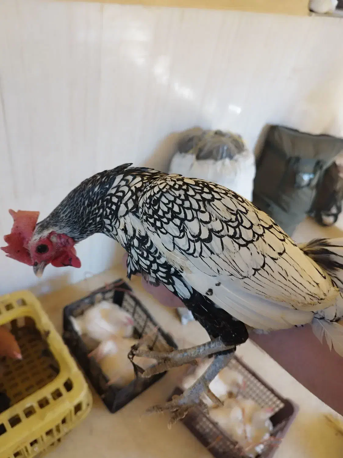 خروس مینیاتوری|پرنده|دره شهر, |دیوار