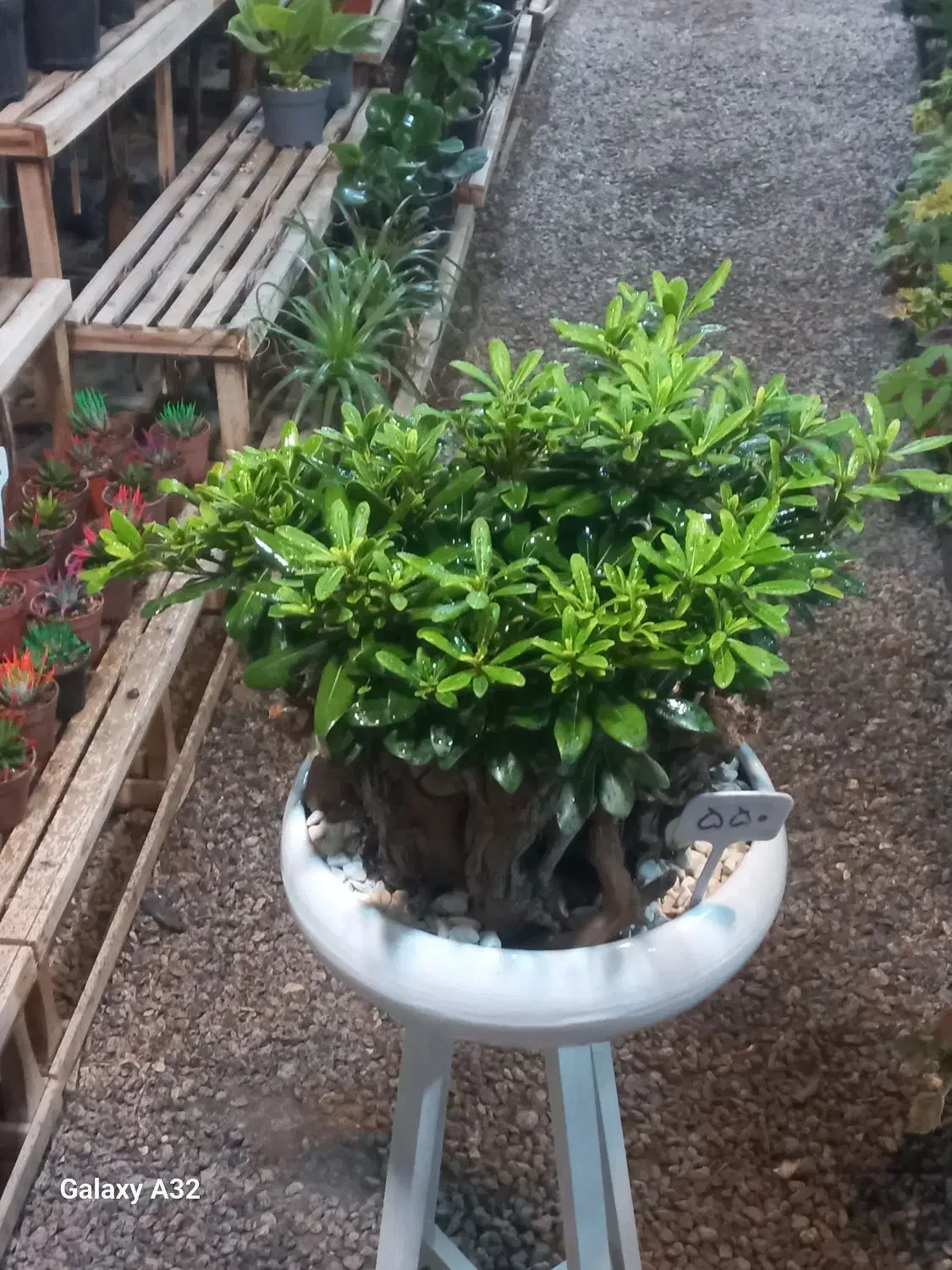 گل بونسای میخک از تولیدی بخر|گل و گیاه طبیعی|مشهد, حضرت حجت|دیوار