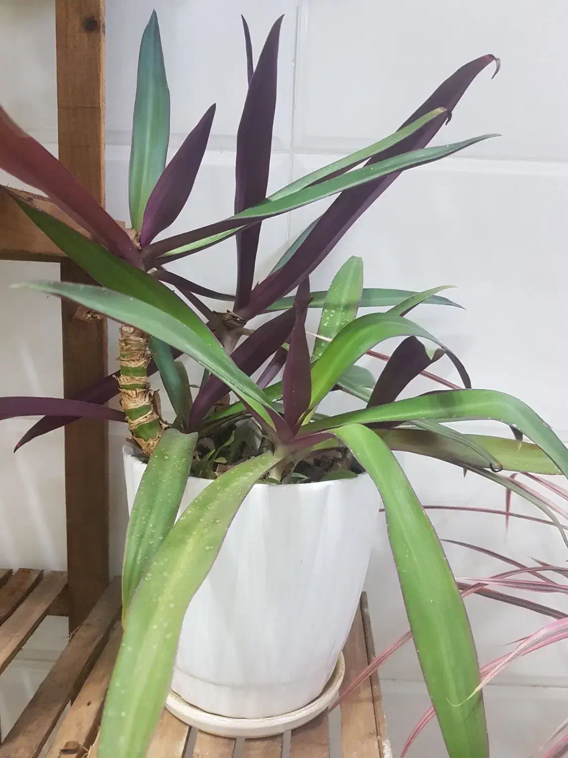 گل اپارتمانی|گل و گیاه طبیعی|اصفهان, پینارت|دیوار