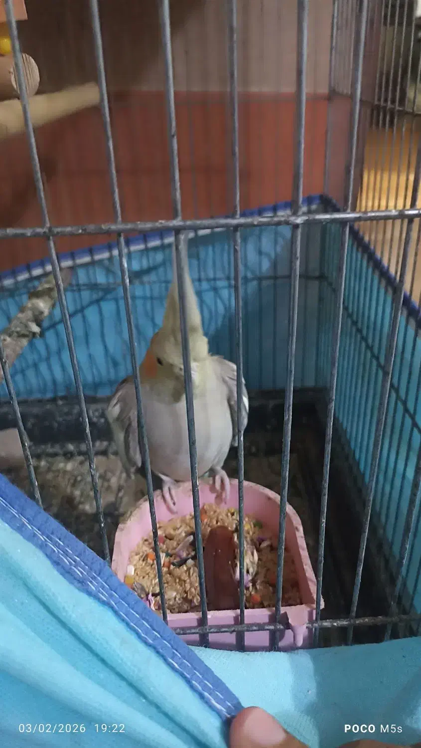 عروس هلندی|پرنده|میناب, |دیوار