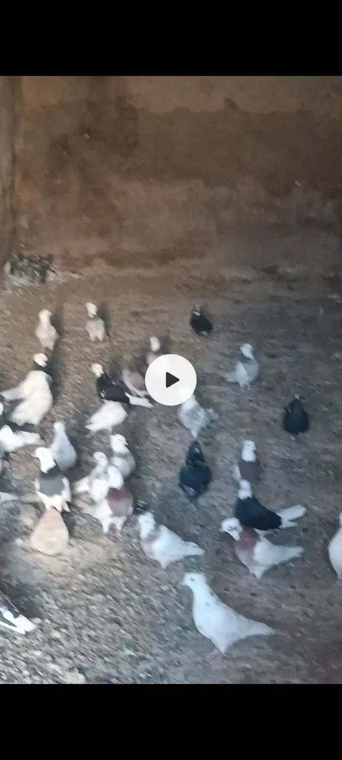 کبوتر|پرنده|دیواندره, |دیوار