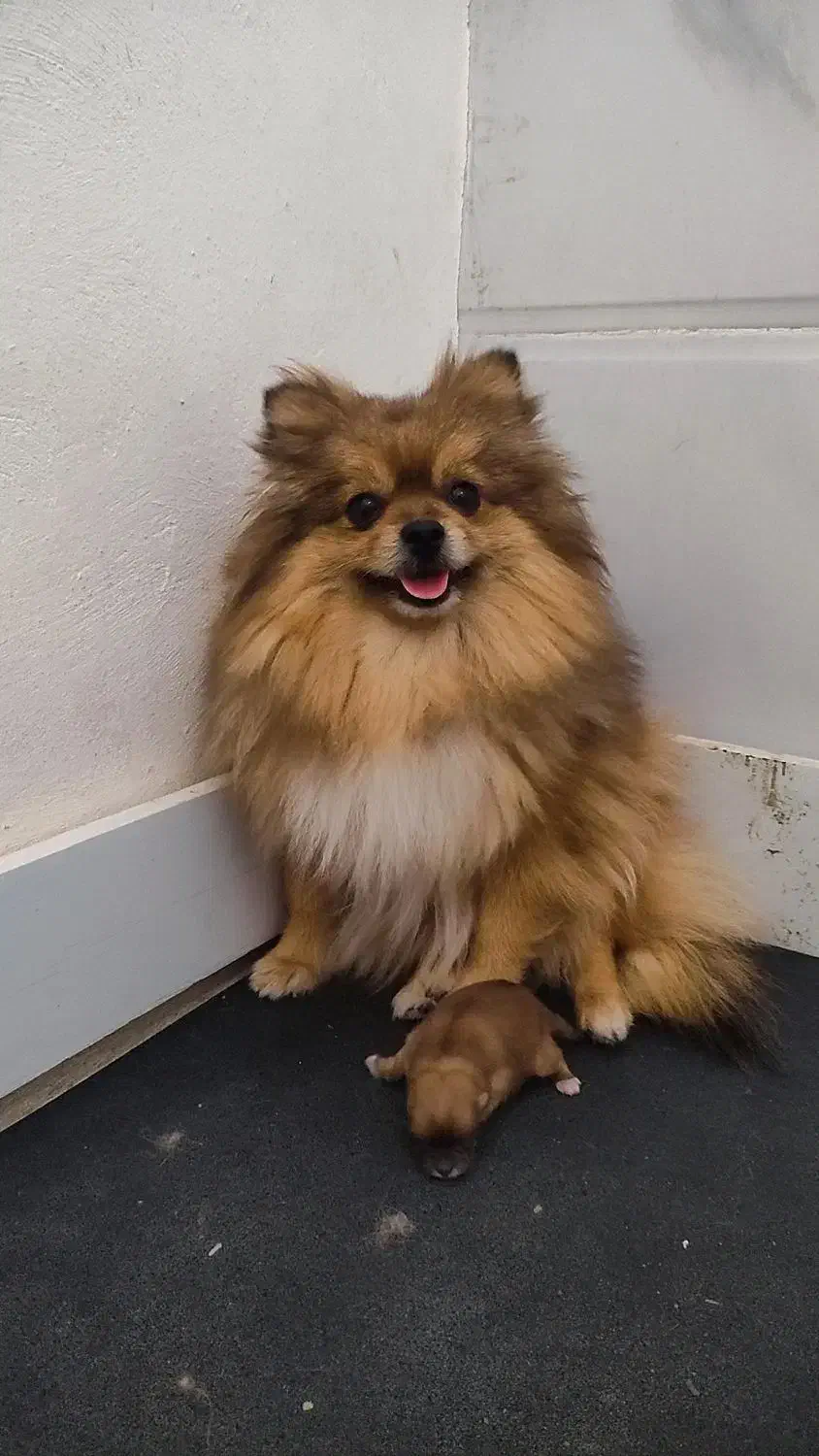 واگذاری|سگ|شیراز, شهرک قمشه|دیوار