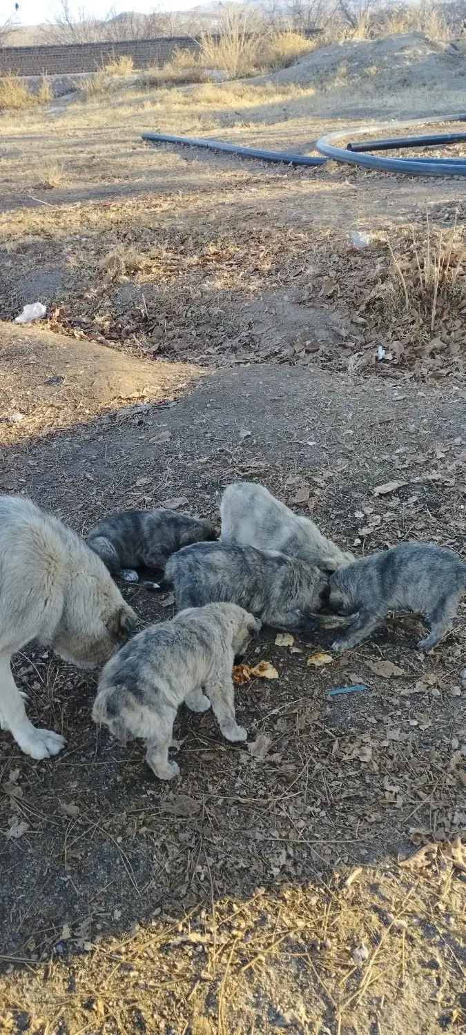 واگذاری توله سگ|سگ|باسمنج, |دیوار