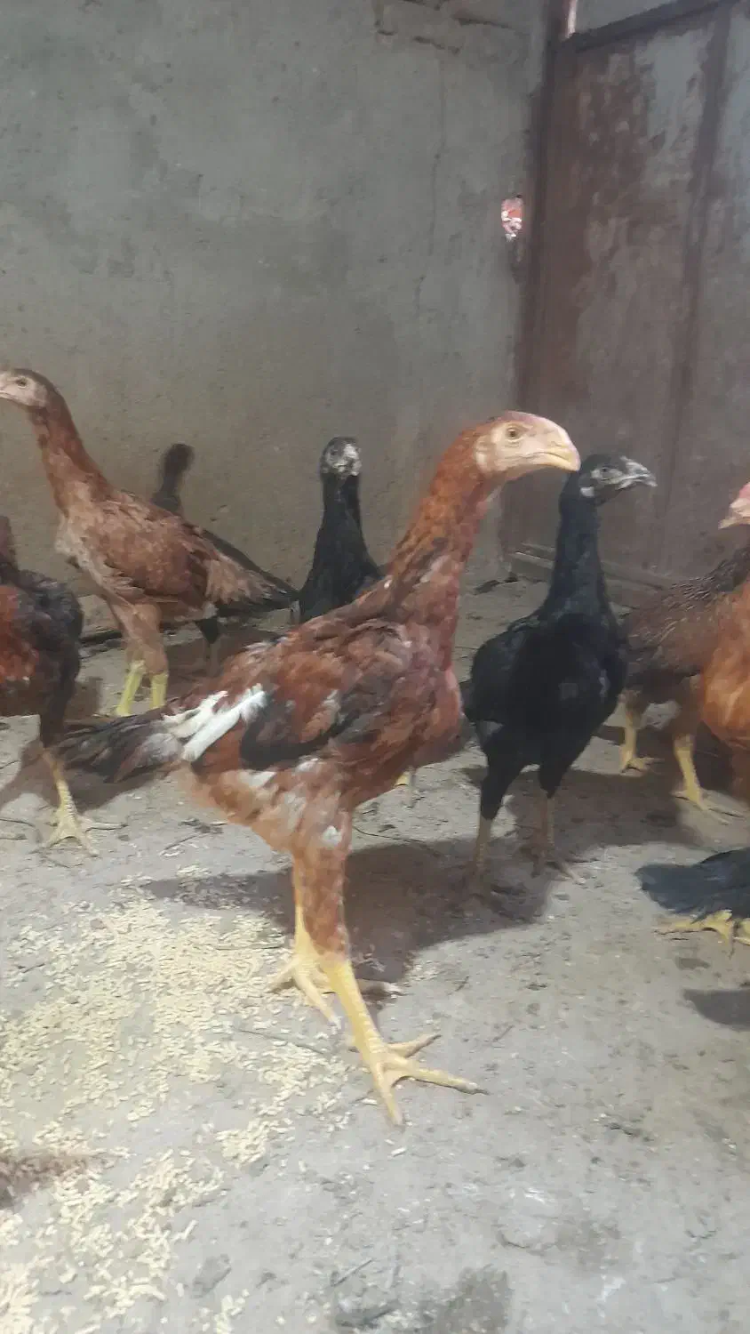 جوجه لاری و محلی بزرگ و کوچیک|حیوانات مزرعه|بناب, |دیوار