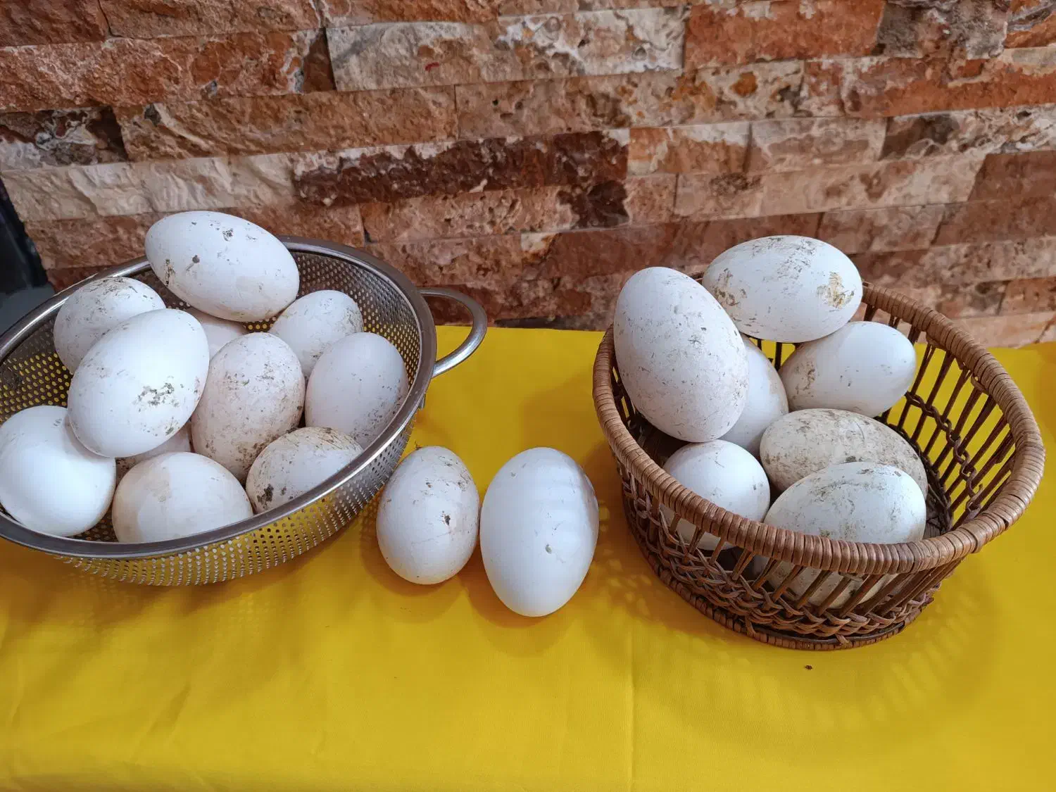 تخم بط (غاز)|حیوانات مزرعه|زابل, |دیوار