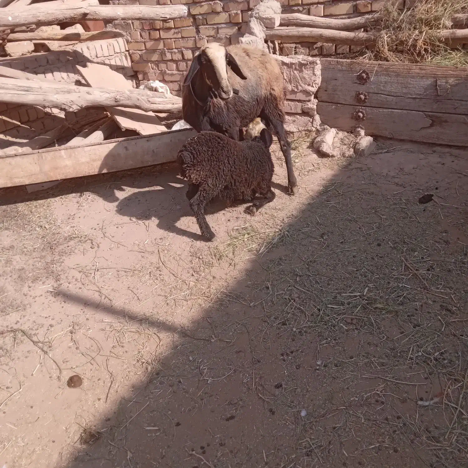 گوسفند میش بره دار شالی بره نر بره ماده قوچ|حیوانات مزرعه|تاکستان, |دیوار