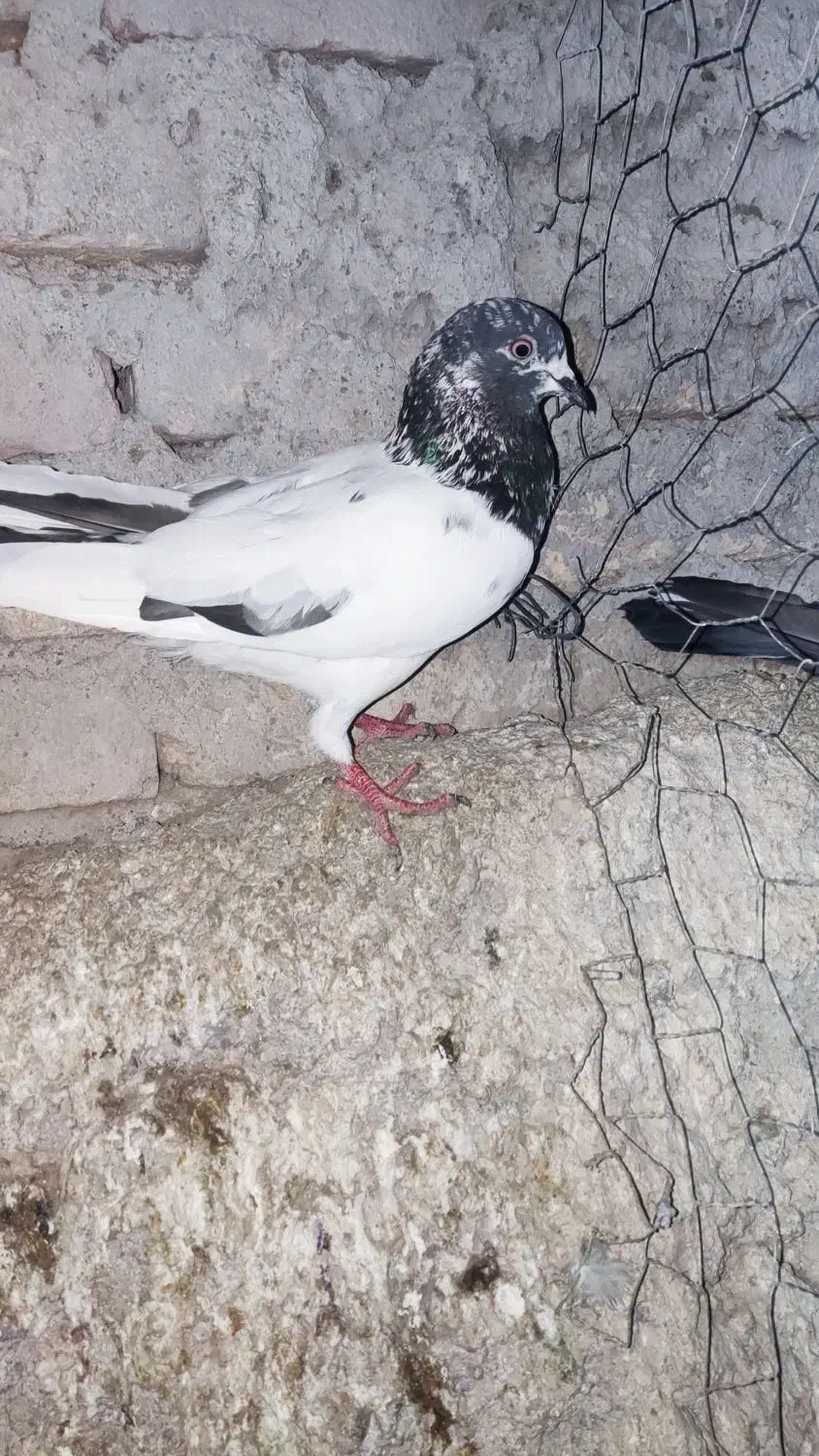 کفتر|پرنده|اردبیل, |دیوار