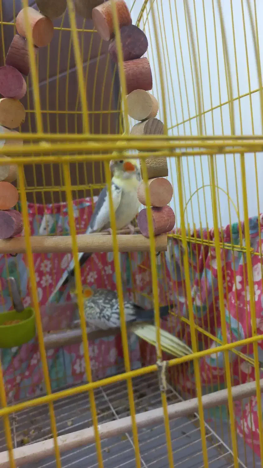 یک جفت عروس هلندی|پرنده|فردوسیه, |دیوار