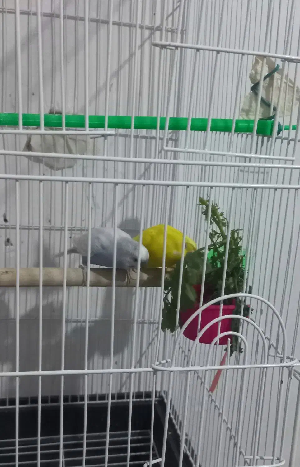 پرنده مرغ عشق|پرنده|خلخال, |دیوار