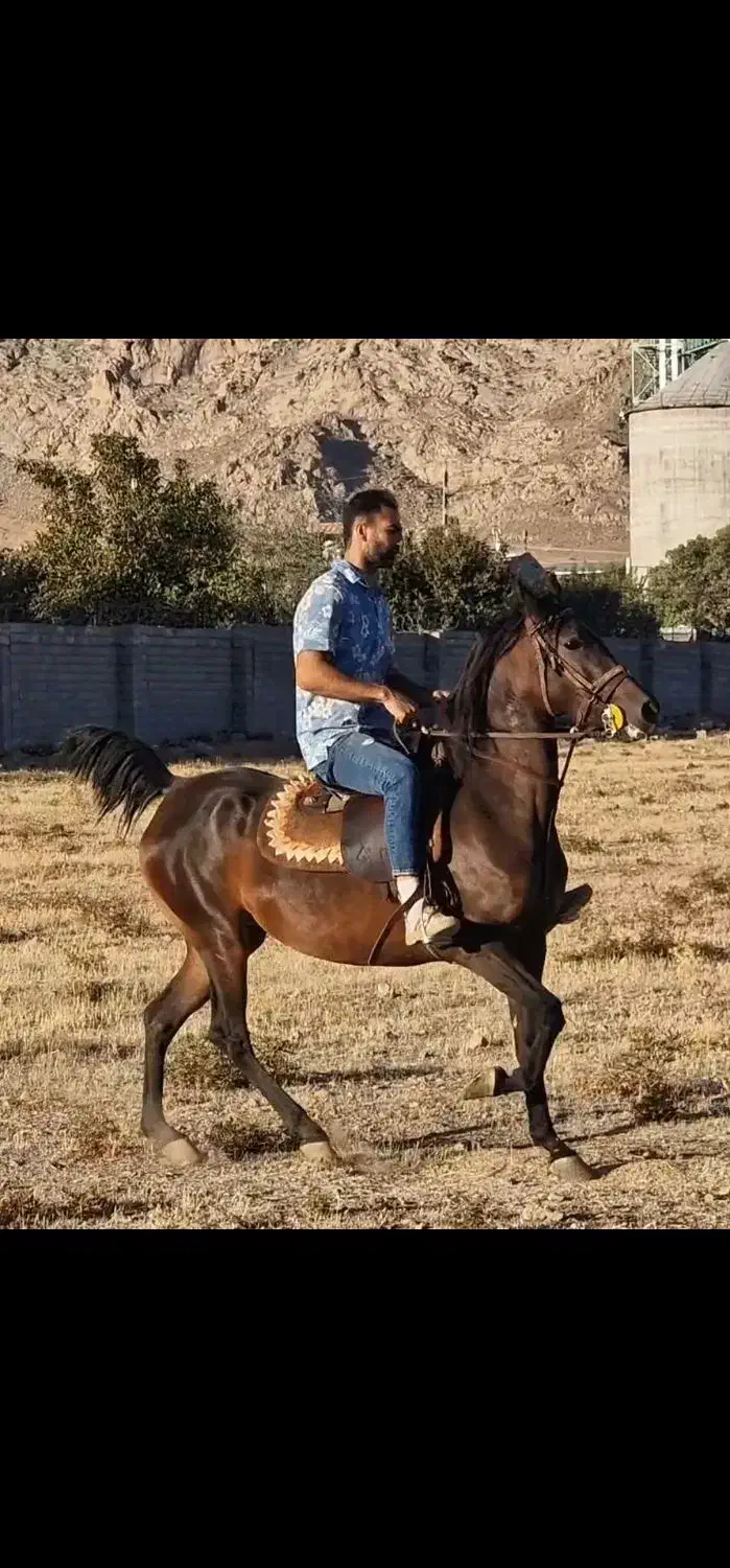 اسب مادیان|اسب و تجهیزات اسبسواری|کرمانشاه, |دیوار