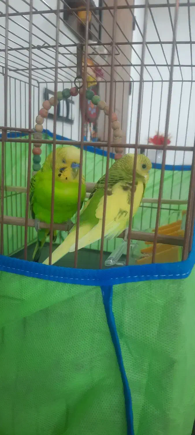 مرغ عشق ۲تا نر و ماده|پرنده|بابل, |دیوار