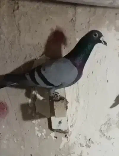 کبوتر سبز آلمانی ذات دار|پرنده|آشخانه, |دیوار