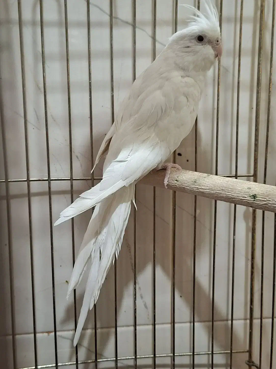 عروس هلندی|پرنده|شیراز, شهرک سراج|دیوار