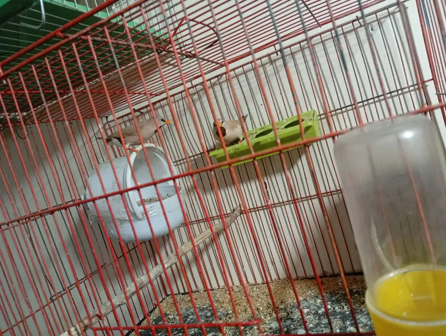 فنچ کرواتی|پرنده|اهواز, کوی فرهنگیان ۲|دیوار