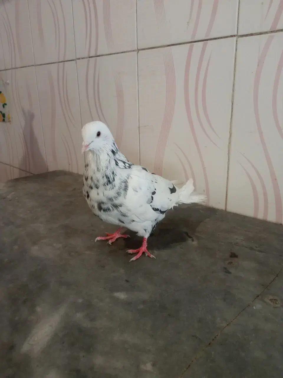 کفتر|پرنده|ملارد, |دیوار