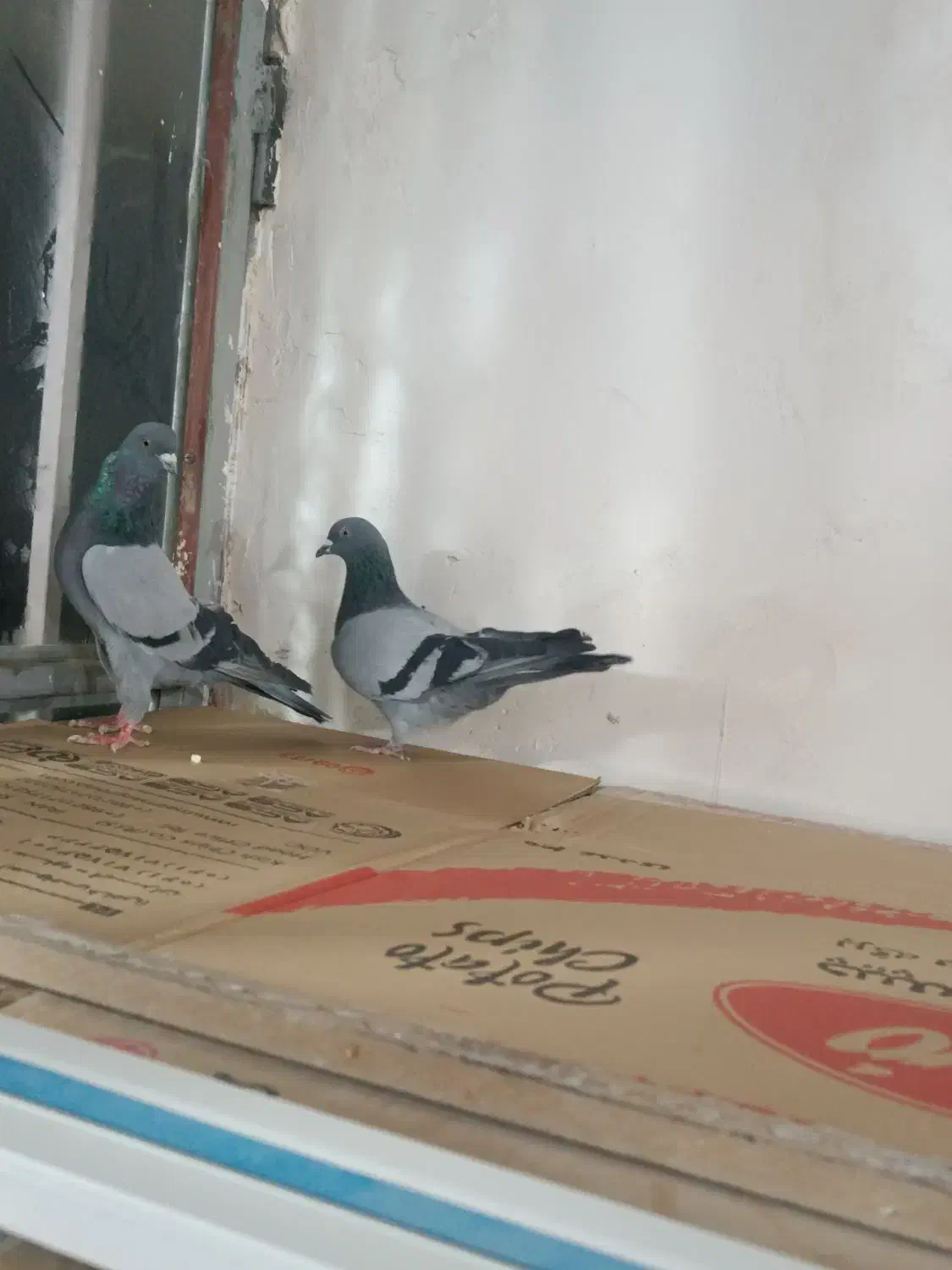 سبز|پرنده|کبودرآهنگ, |دیوار