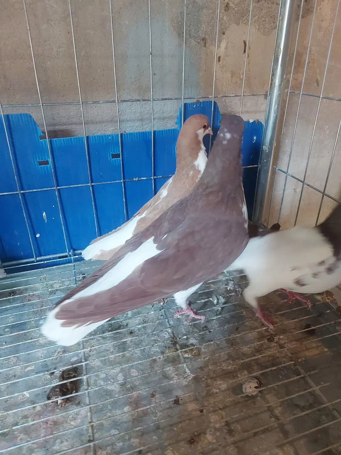 خوشرنگ سرخ|پرنده|الوند, |دیوار