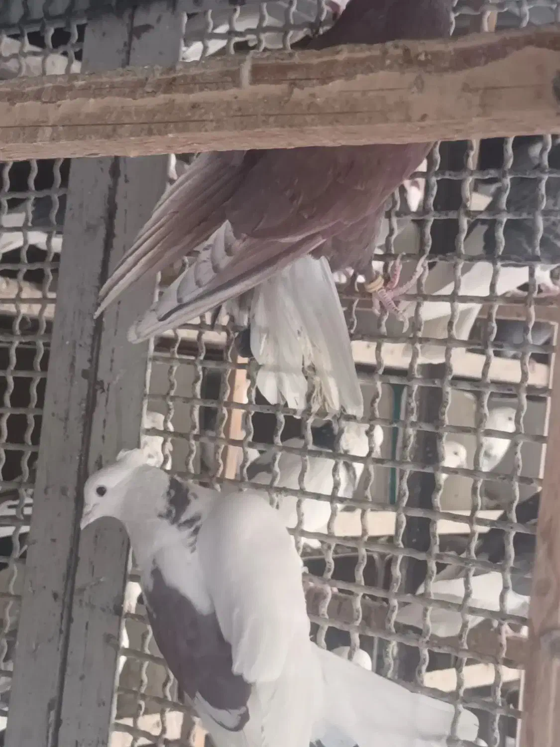 یه تعداد حیون درجه یک نر و ماده|پرنده|تهران, خزانه|دیوار