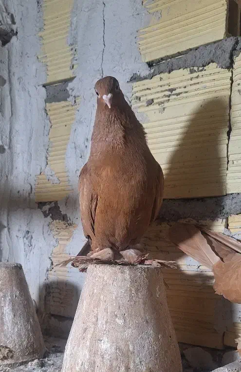 کبوتر|پرنده|تبریز, |دیوار