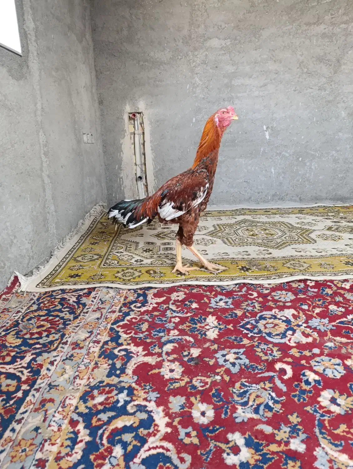 جوجه خروس لاری|حیوانات مزرعه|گمیشان, |دیوار