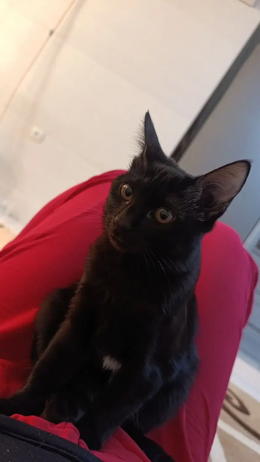 گربه واگذاری|گربه|شیراز, گویم|دیوار