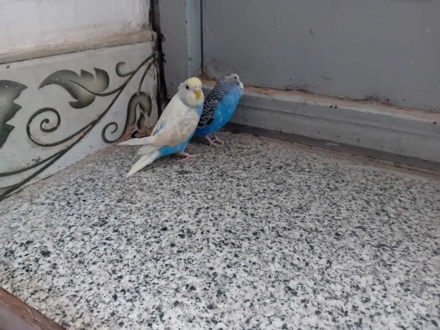 یک جفت  مرغ عشق  سالم|پرنده|ایرانشهر, |دیوار