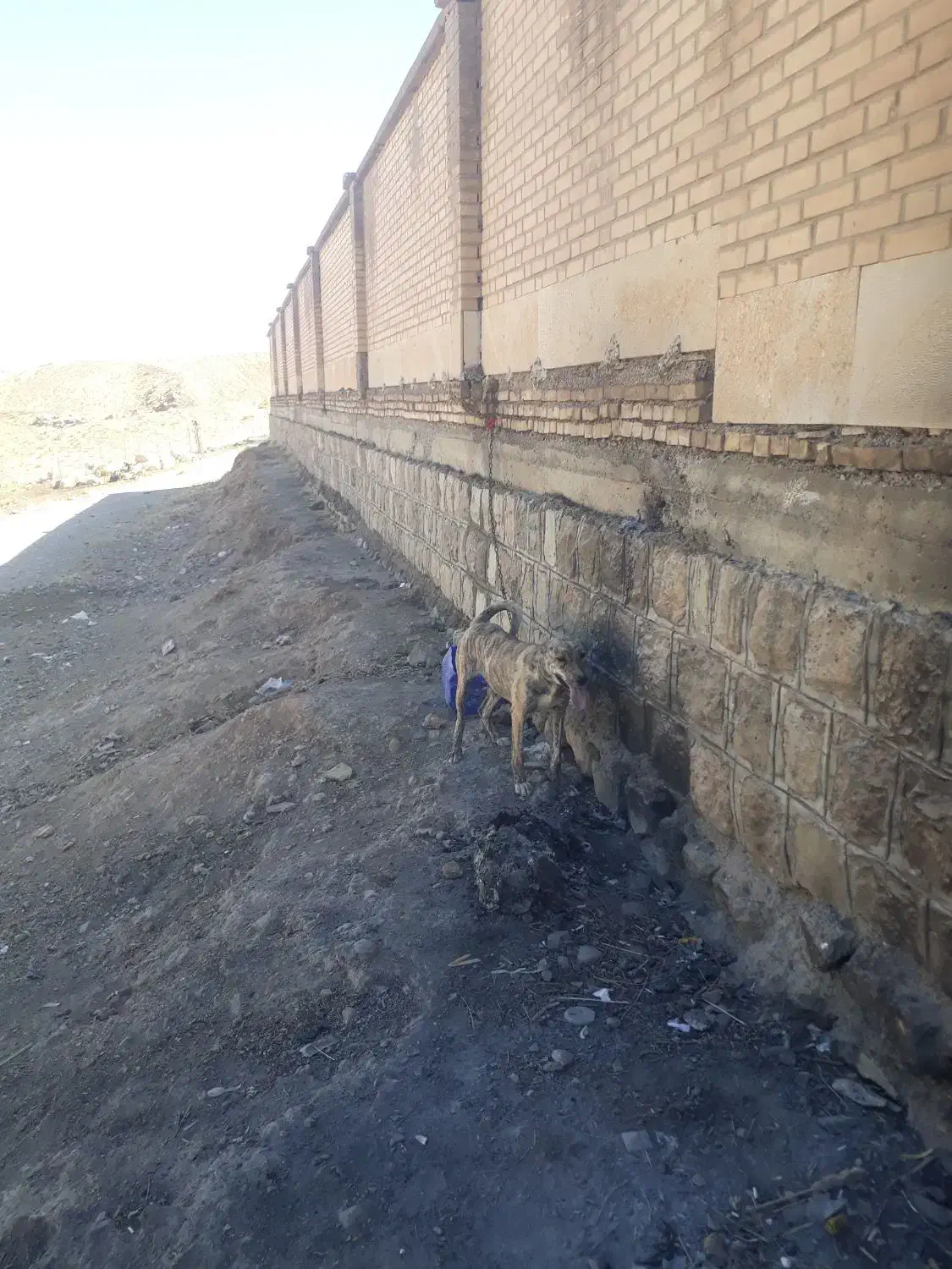 توله سگه سرابی ۶ماهه ماده معاوضه هم دارم|سگ|دره شهر, |دیوار