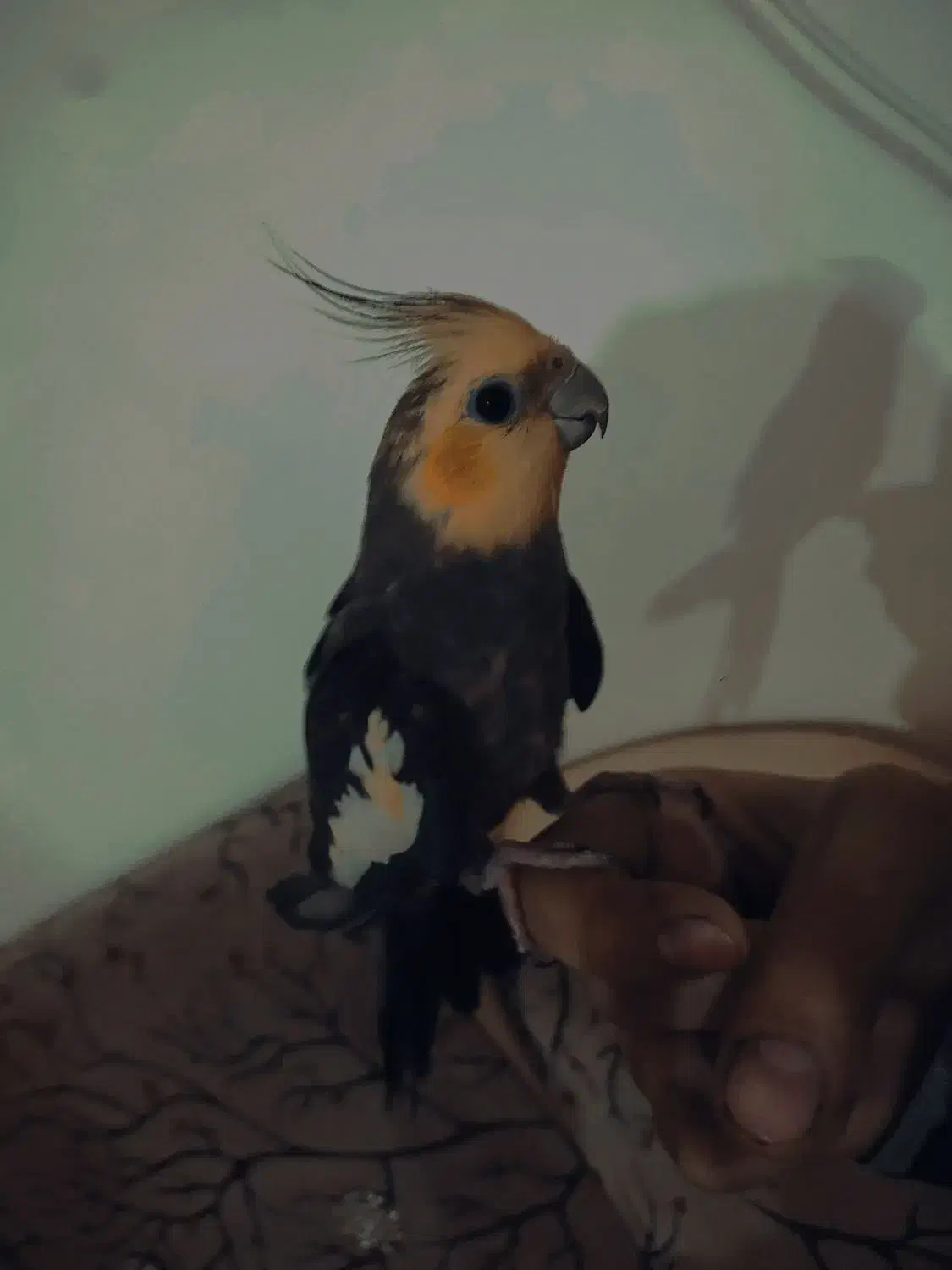 عروس هلندی آواز خون|پرنده|تبریز, |دیوار