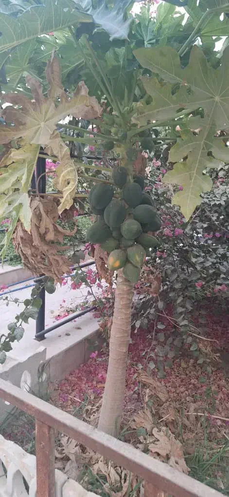 باغبانی|خدمات باغبانی و درختکاری|شوشتر, |دیوار