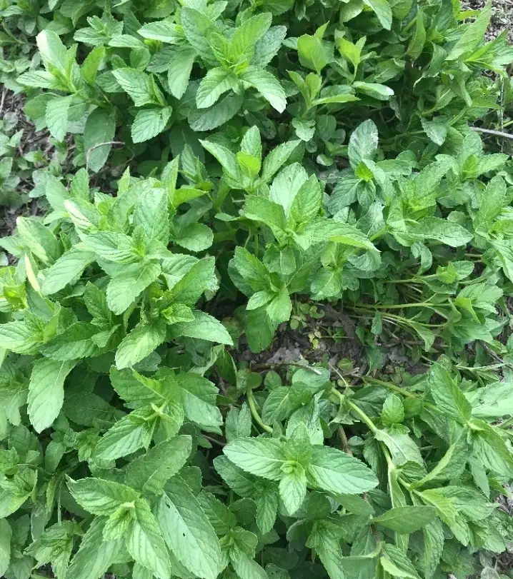 فروش ریشه ی نعنای محلی|گل و گیاه طبیعی|شاهرود, |دیوار