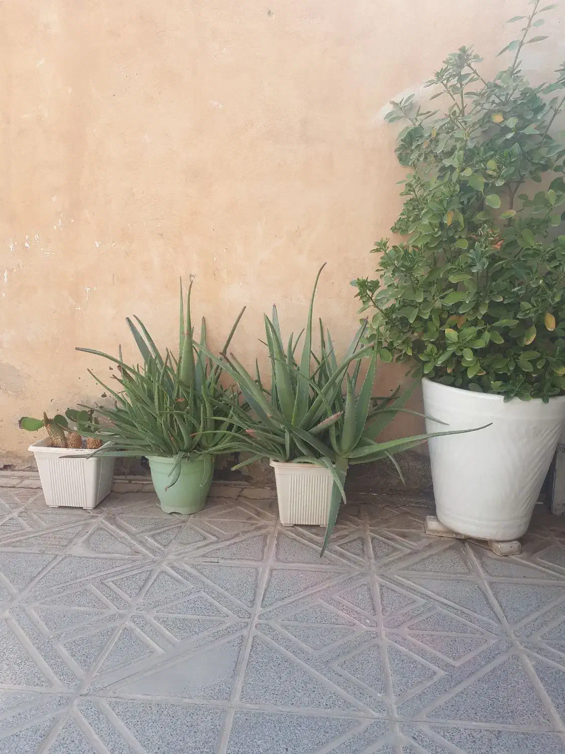 فروش گیاه آلوئه ورا|گل و گیاه طبیعی|آبدانان, |دیوار