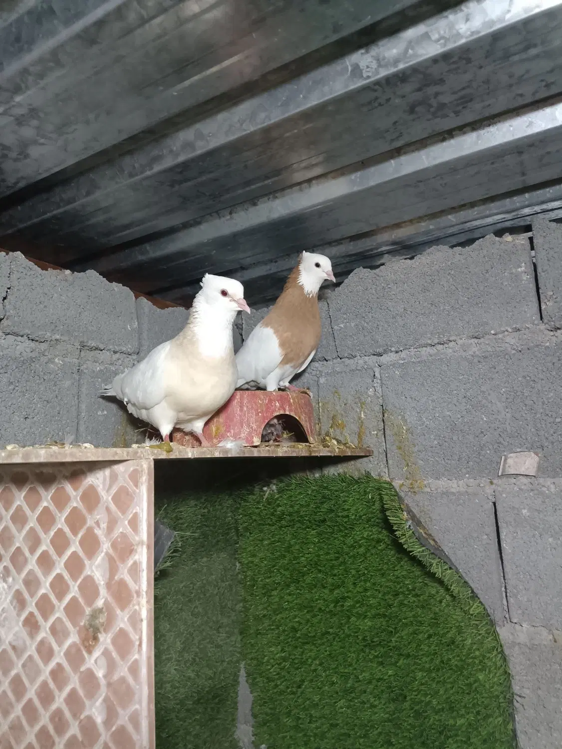 طوقی زرد|پرنده|بیرم, |دیوار