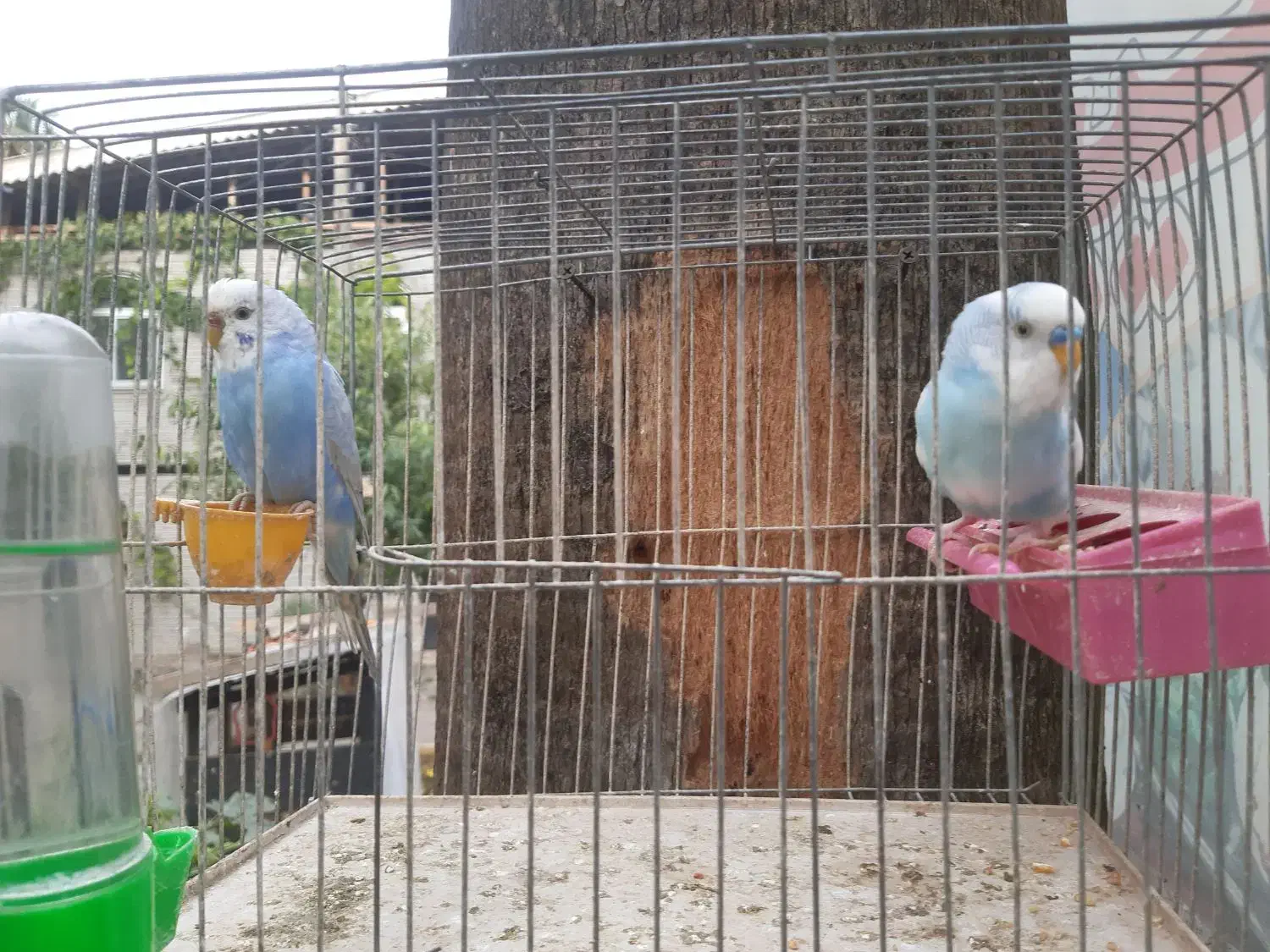 بازی گوش مرغ عشق|پرنده|فومن, |دیوار