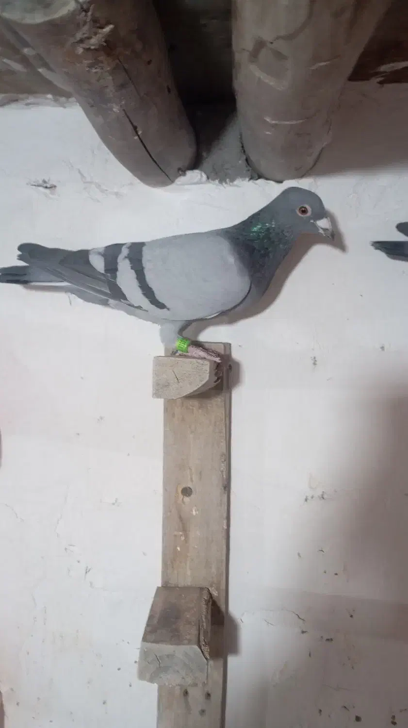 نر وماده پلاکی درجه یک|پرنده|سوسنگرد, |دیوار