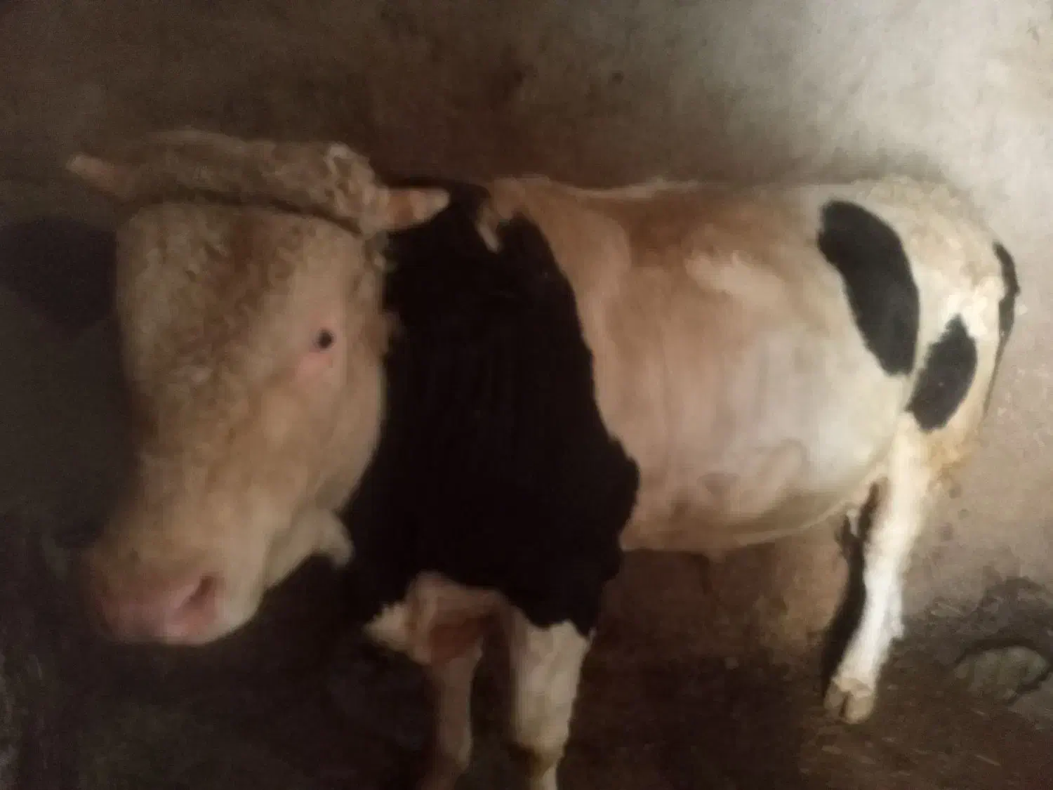 گاو سیمینتال|حیوانات مزرعه|موچش, |دیوار