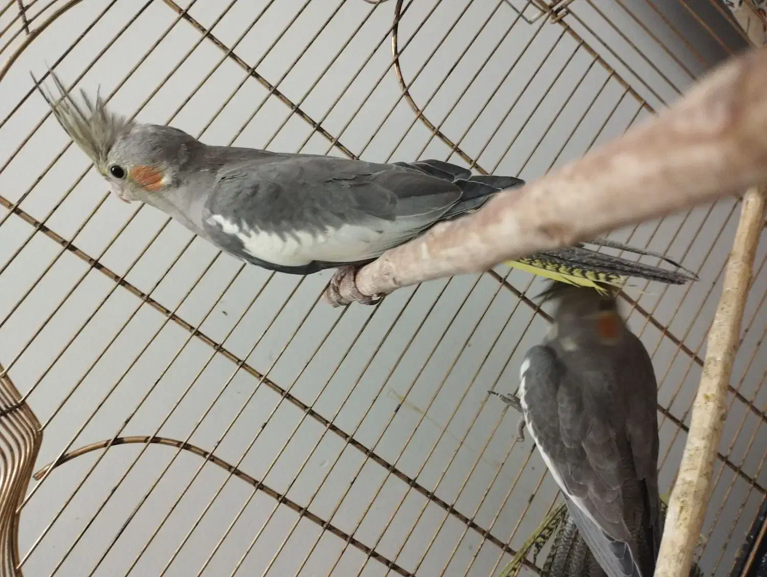 یک جفت عروس هلندی نرو ماده|پرنده|ساوه, |دیوار