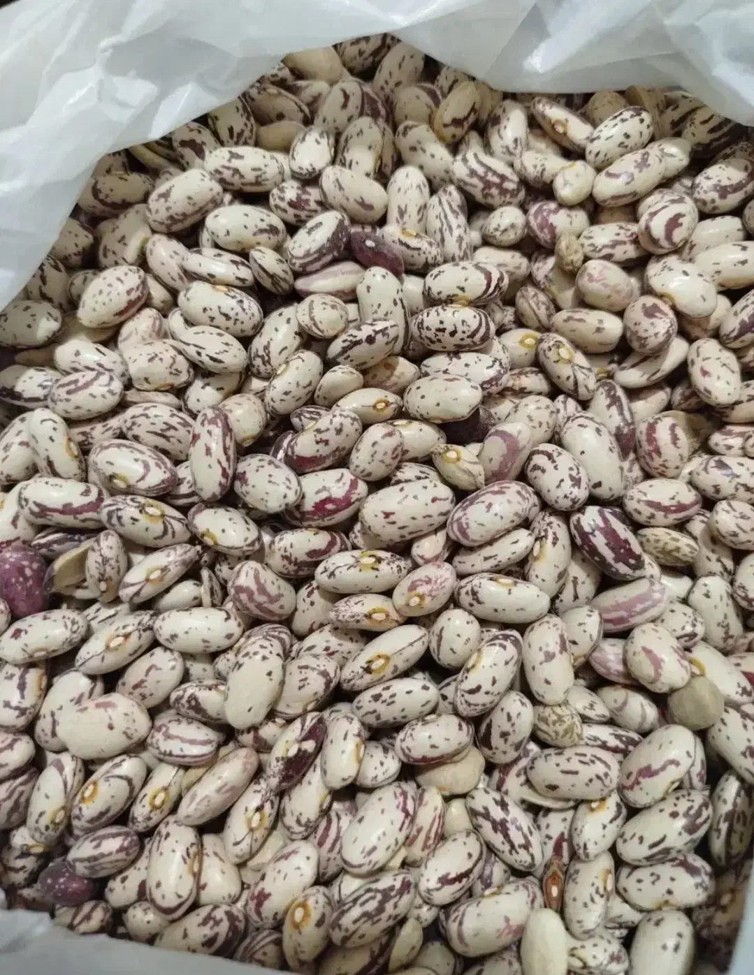 لوبیا اصل|عمده‌فروشی|مشگین شهر, |دیوار