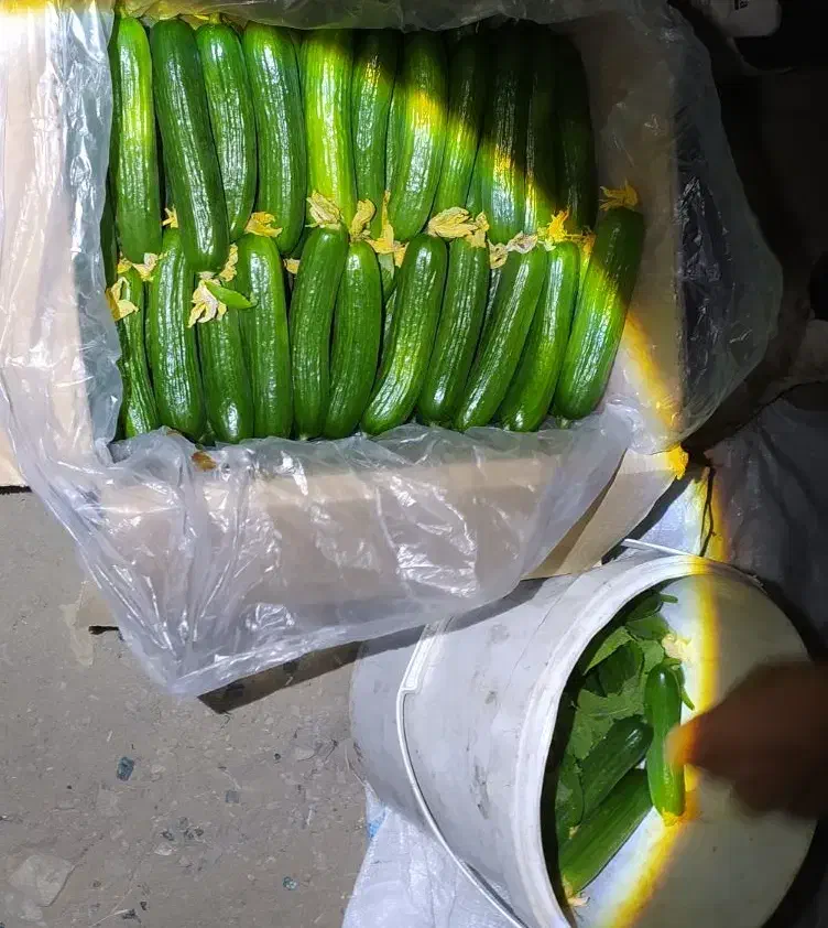 خیار تازه گلخانه مشهد|خوردنی و آشامیدنی|مشهد, ویلاشهر|دیوار