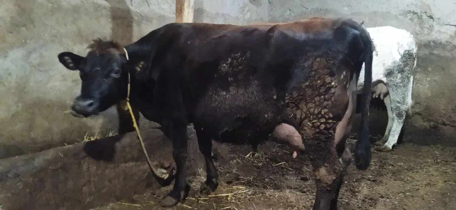 گاو جرسی شیری|حیوانات مزرعه|مهربان, |دیوار