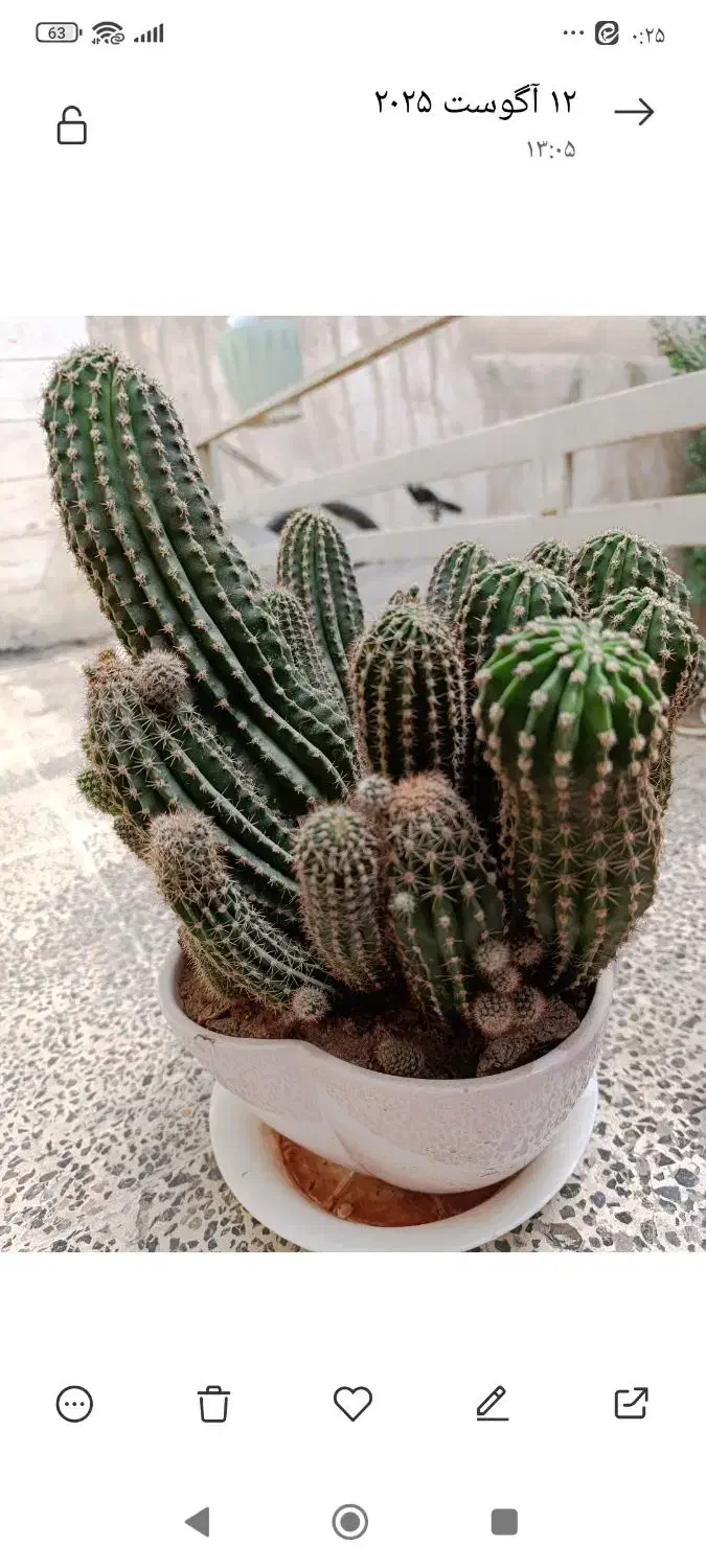 گل کاکتوس|گل و گیاه طبیعی|مشهد, هنرور|دیوار