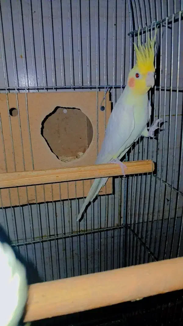 عروس هلندی نر|پرنده|سوسنگرد, |دیوار