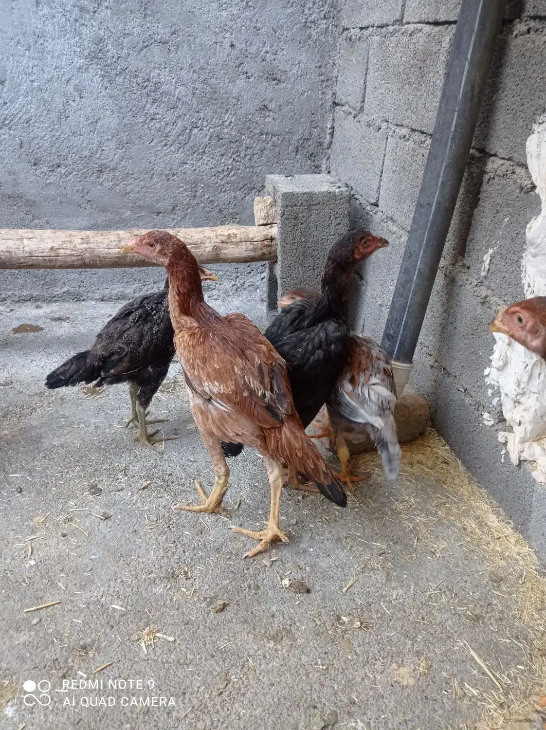 لاری|حیوانات مزرعه|صحنه, |دیوار