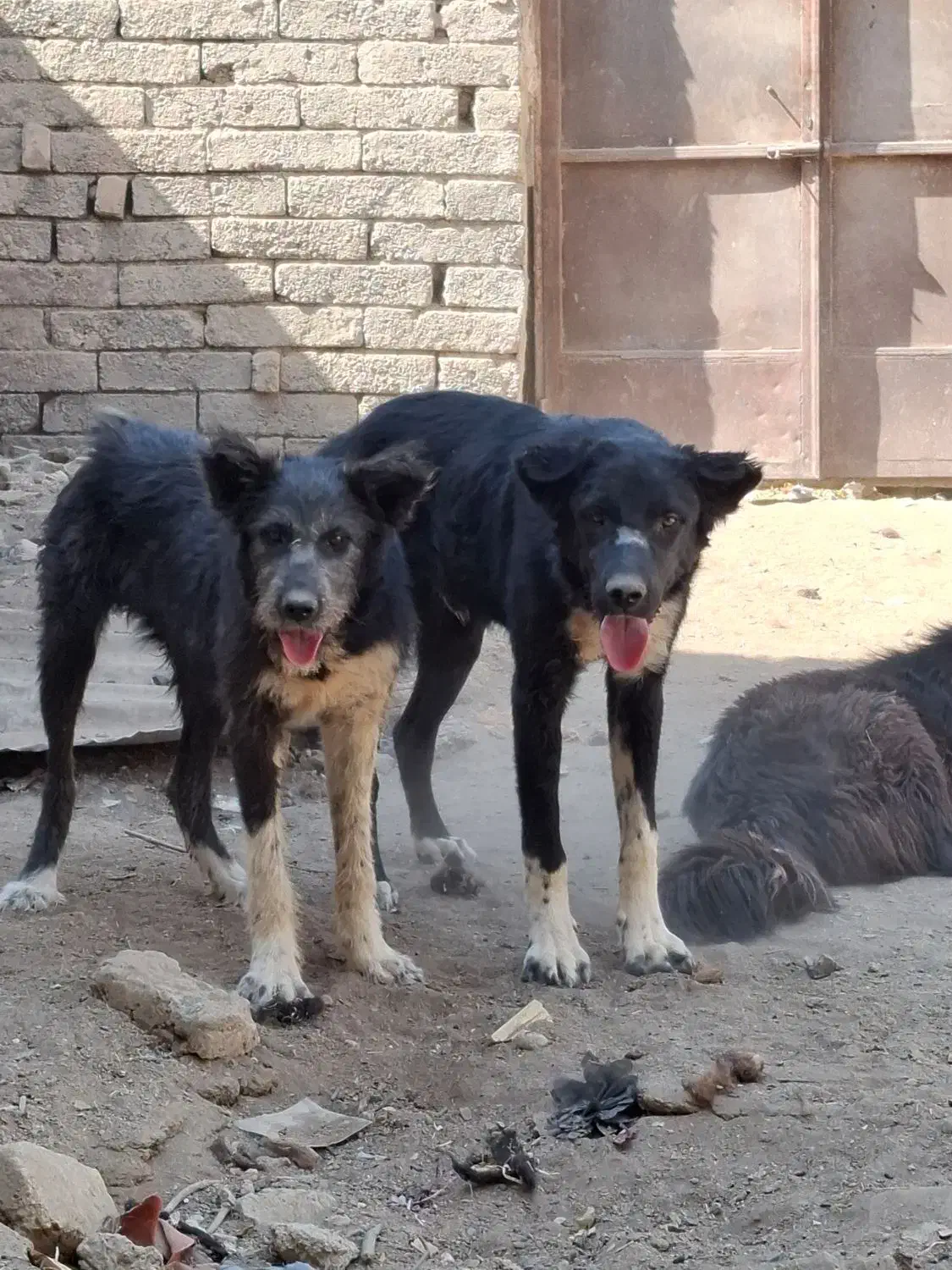 سگ قدرجونی|سگ|فلاورجان, |دیوار