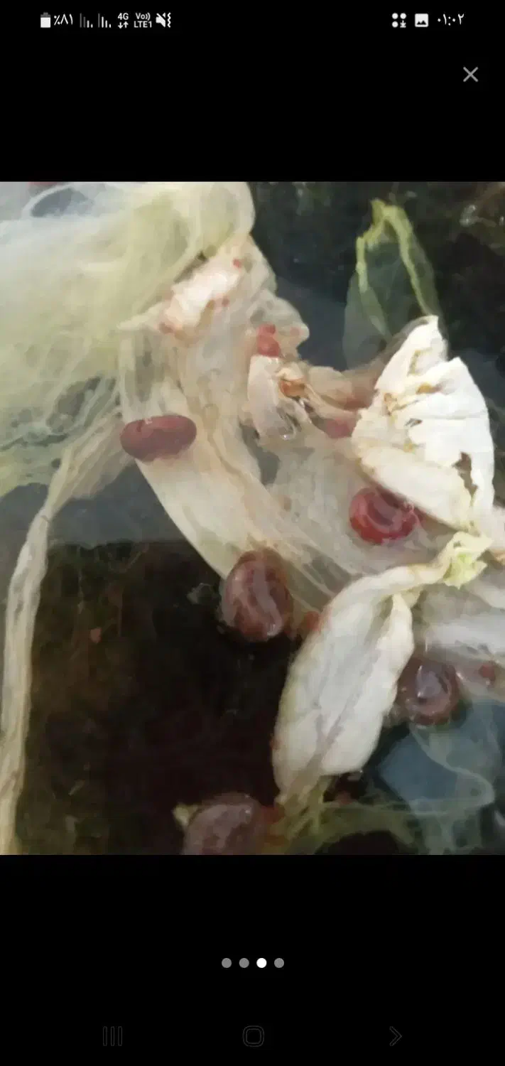 حلزون رد رامشور|خزنده|ورامین, ریحان آباد|دیوار