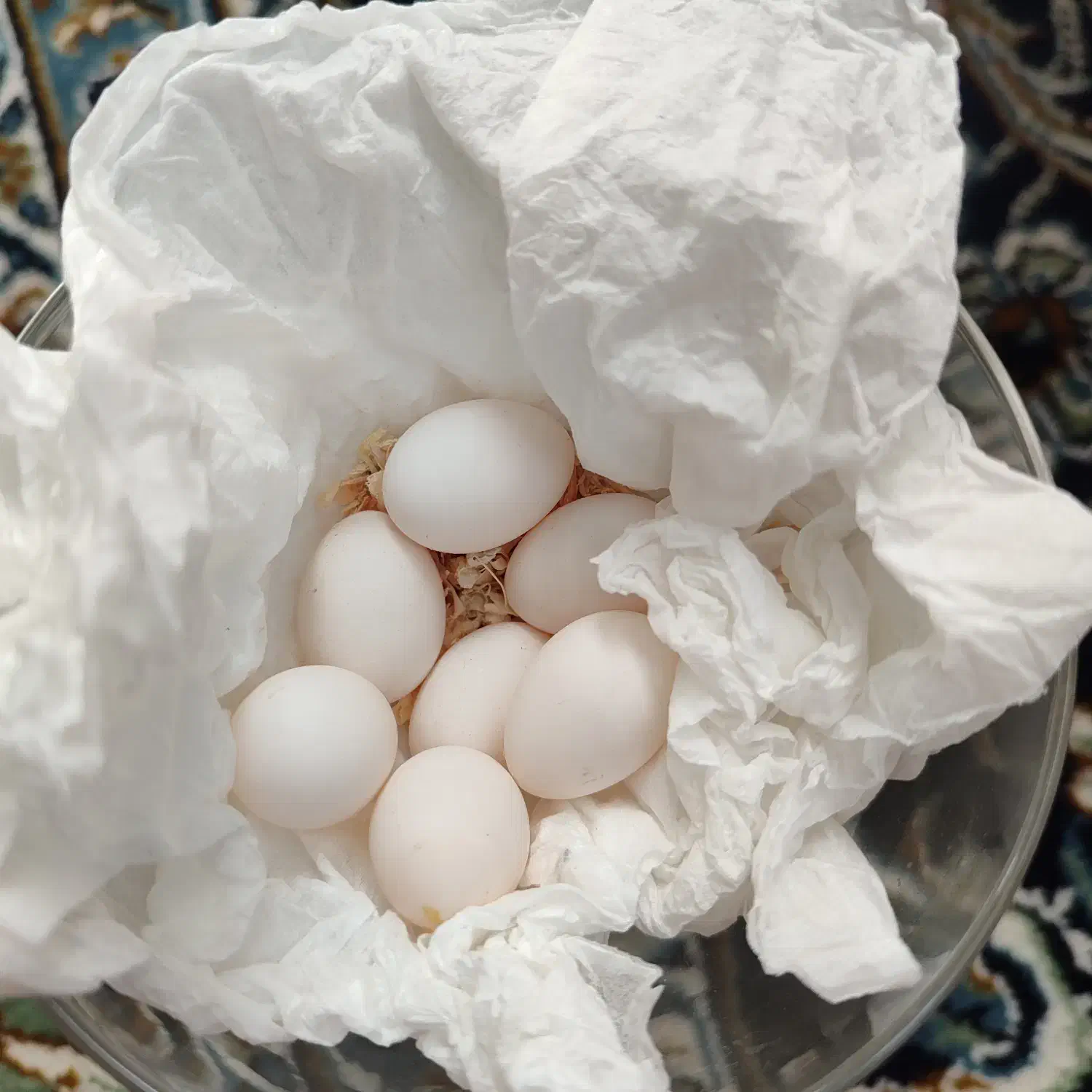 طوطی برزیلی|پرنده|شهریار, شهریار|دیوار